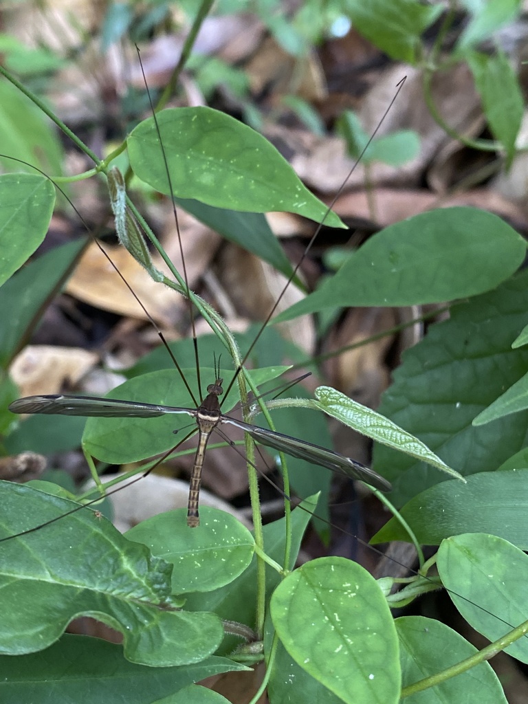Zelandotipula horni