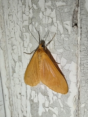 Eubaphe