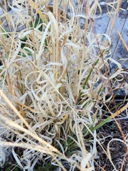 Panicum hallii