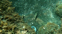 Gnatholepis thompsoni
