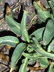 Penstemon spectabilis