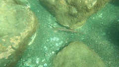 Aulostomus strigosus