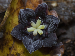 Lardizabala biternata