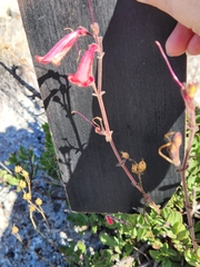 Penstemon baccharifolius