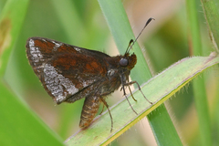 Ginungagapus ranesus