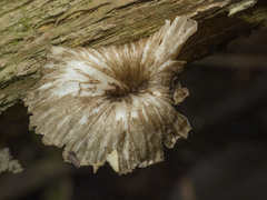 Hygrophorineae