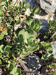 Penstemon baccharifolius