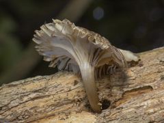 Hygrophorineae