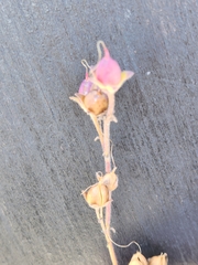 Penstemon baccharifolius