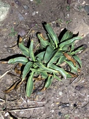 Penstemon spectabilis