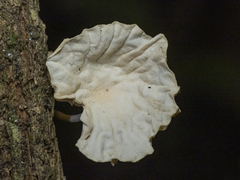 Marasmiellus alliiodorus