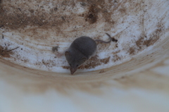 Notiosorex crawfordi