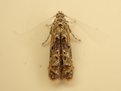 Microcolona