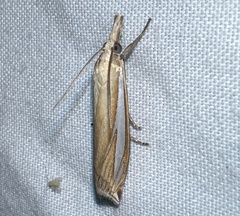 Crambus satrapellus