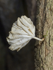 Marasmiellus alliiodorus