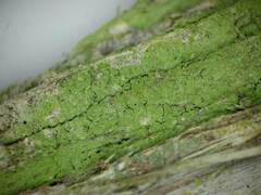 Lepraria jackii