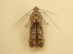 Microcolona