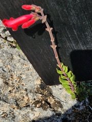 Penstemon baccharifolius