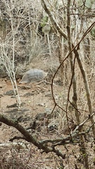 Chelonoidis niger