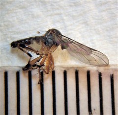 Ocydromiinae