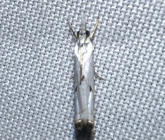 Microcrambus biguttellus