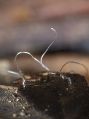 Clavariineae