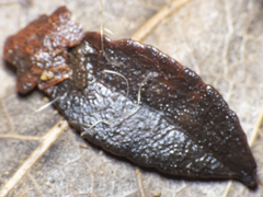 Clavariineae