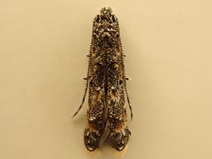 Microcolona