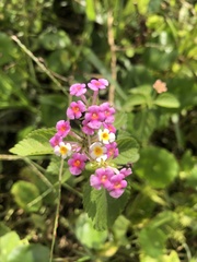 Lantana montevidensis