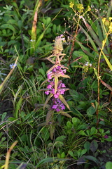 Pedicularis spicata