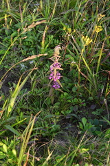Pedicularis spicata