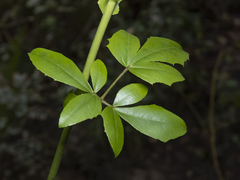 Lardizabala biternata