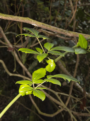 Lardizabala biternata