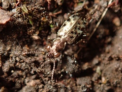 Asaphidion semilucidum