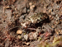 Asaphidion semilucidum