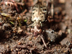 Asaphidion semilucidum