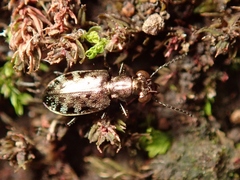 Asaphidion semilucidum