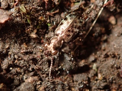 Asaphidion semilucidum