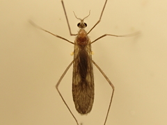 Molophilus