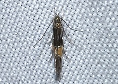 Cosmopterix