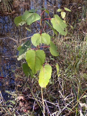 Populus heterophylla