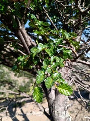 Nothofagus pumilio