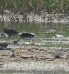 Charadrius pecuarius