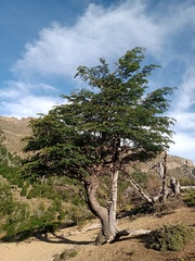 Nothofagus pumilio