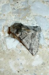 Thaumetopoea processionea