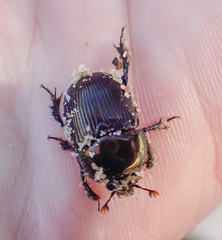 Geotrupes blackburnii