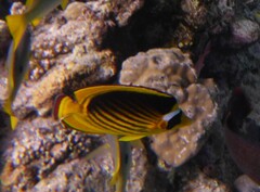 Chaetodon fasciatus