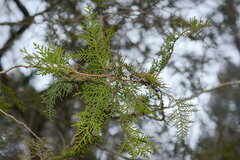 Platycladus orientalis