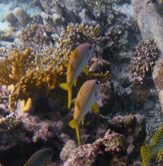 Mulloidichthys vanicolensis