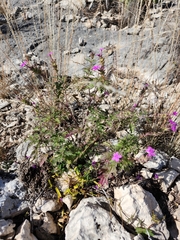 Glandularia tumidula